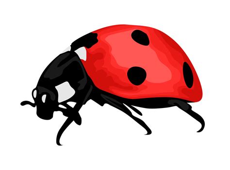 Insect Ladybug 21468244 Png