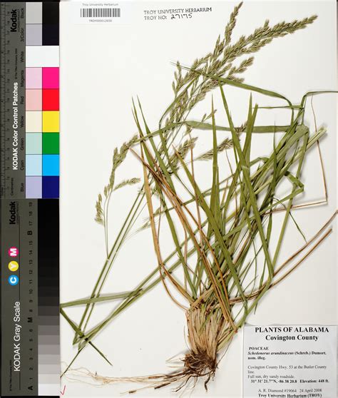 Lolium Arundinaceum Species Page Apa Alabama Plant Atlas