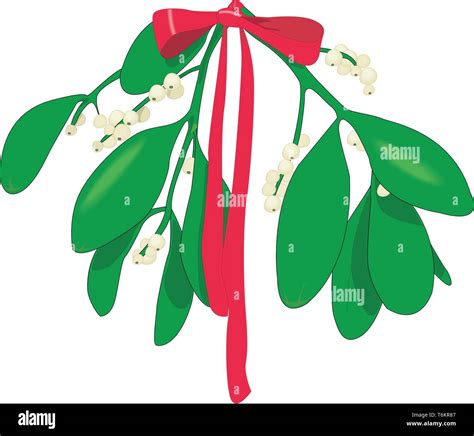 Mistletoe Vector Illustration Stock Vector Image And Art Alamy