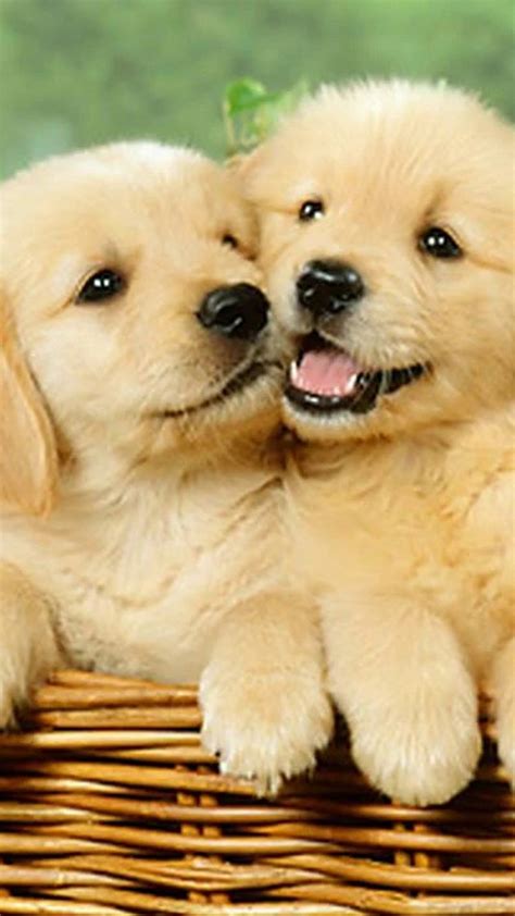 Are you looking for new iphone wallpapers with cute characters, messages and backgrounds? Wallpaper Cute Puppies iPhone | 2021 3D iPhone Wallpaper