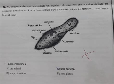 é Característica Da Maioria Dos Asquelmintos De Vida Livre