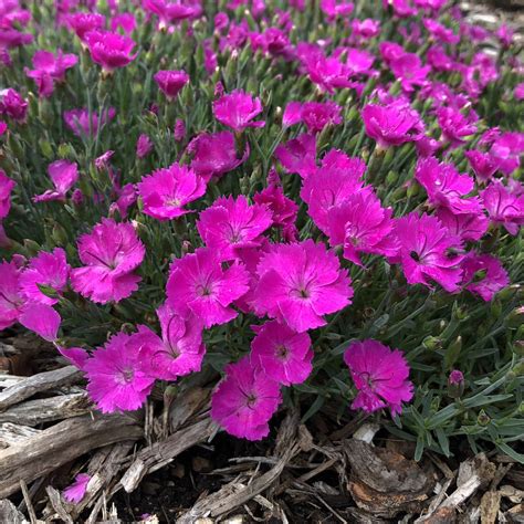 Dianthus Paint The Town Fuchsia Buy Pinks Perennials Online