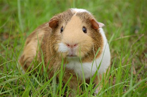 Animale da appartamento giacomo mastrorosa flickr. Animali domestici piccoli: 5 dolcissimi pet da tenere in ...