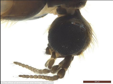 New Species Of A Fly With A Double Penis Discovered In The Snowy