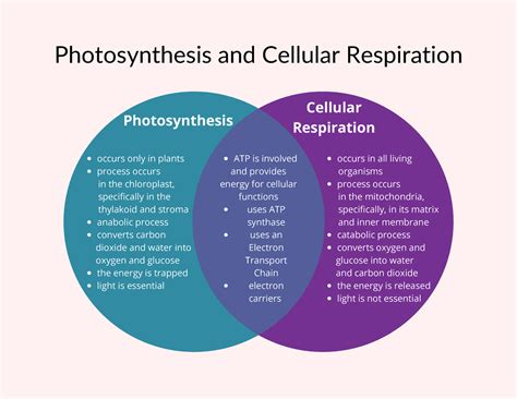 Cellular Respiration And Photosynthesis Venn Diagram Photosynthesis