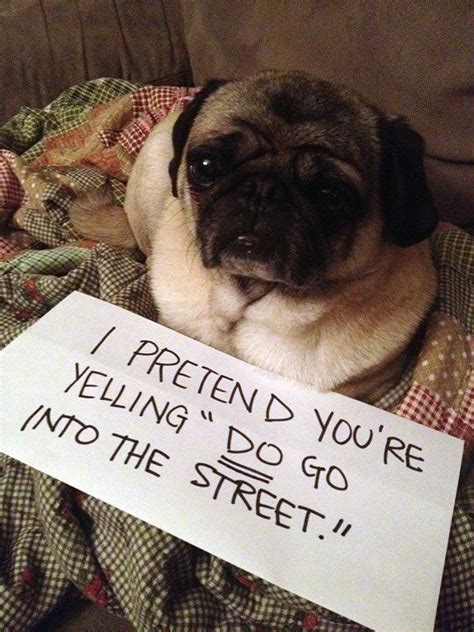 Sorry Not Sorry Guilty Pugs Being Shamed For Their Naughty Crimes