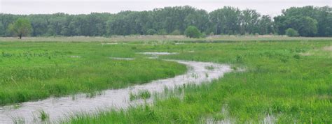 What Is A Wetland — The Wetlands Initiative