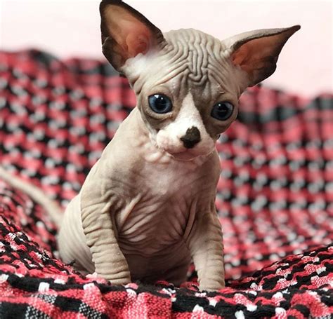 13 Sphynx Babies That Can Charm Even Those Who Dont Like Cats Cat