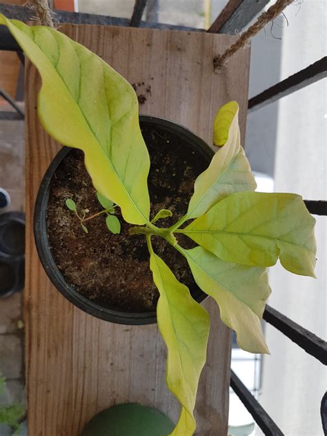 Найди ответ на свой вопрос: houseplants - Can avocado tree grow in pot? - Gardening ...