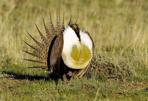 Rare Animal Species In Colorado That Are Endangered Or Threatened