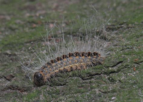 Der eichenprozessionsspinner ist nach sh eingewandert. Eichenprozessionsspinner: Symptome und Vermeidung einer ...