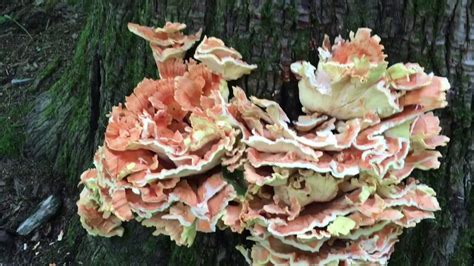Identify Harvest And Cook Chicken Of The Woods Youtube