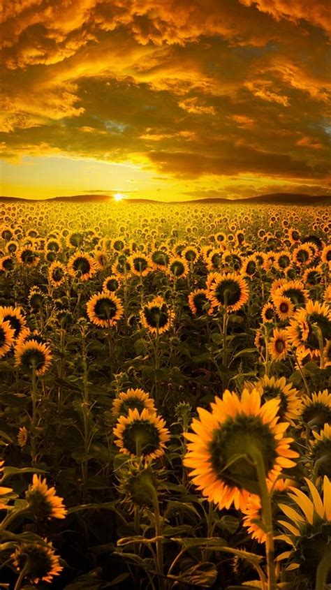 1920x1080px 1080p Free Download Sunflower Field Apple Field