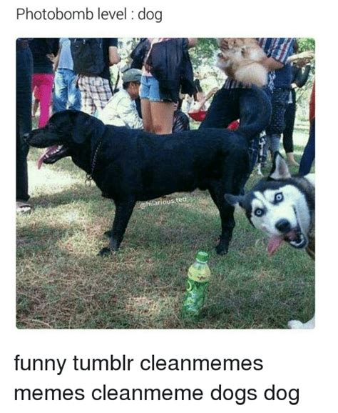 Check spelling or type a new query. Photobomb Level Dog Funny Tumblr Cleanmemes Memes Cleanmeme Dogs Dog | Meme on SIZZLE