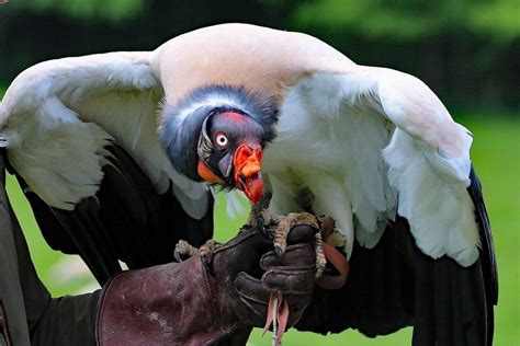 7 Fakta King Vulture Burung Bangkai Cantik Penuh Warna