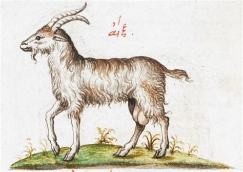 Goat 2nd Quarter Of The 16th Century 3rd Quarter Of The 16th Century