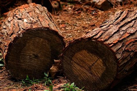 The pros and cons of second hand wood pros. Get Free Stock Photos of Tree Logs #1 Online | Download ...