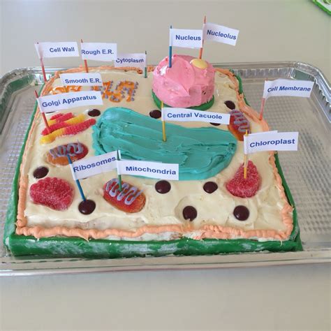 Plant Cell Cake Model🍰🌿 Plant Cell Cake Edible Cell Project Plant
