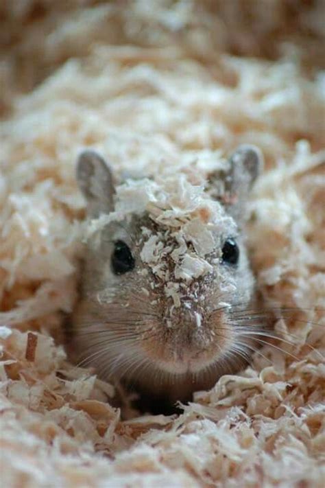 Cute Gerbil Sneaking Out Gerbil Toys Gerbil Cages Animals And Pets