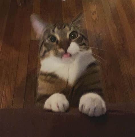 Unexpected Jump Blep Rblep
