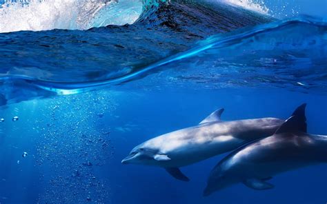 Wild Dolphins In The Atlantic Ocean Off Gran Canaria They Followed The