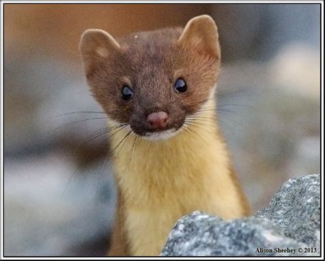 Mustelids Great Guide · Inaturalist