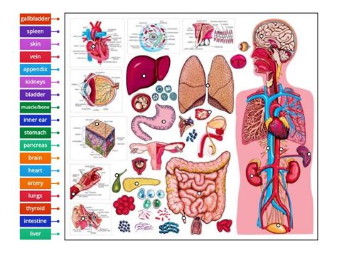 The Body Human Organs Labelled Diagram
