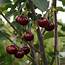 Cherry Morello  Hello Plants & Garden Supplies