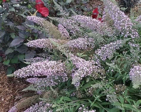 Pink Delight Butterfly Bush Buddleia