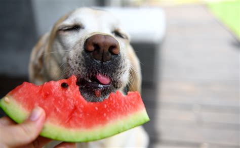 Can Dogs Eat Watermelon Bark