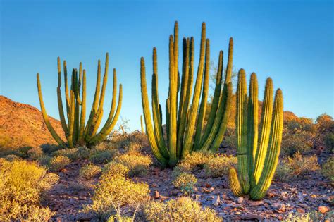 Tips Before Visiting Organ Pipe Cactus National Monument
