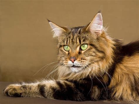 The Maine Coon Cats Best