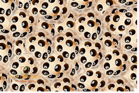 Facts And Truth About Trypophobia Trypophobia Phobias Phobia Of Holes