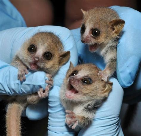 Cute Baby Mouse Lemurs