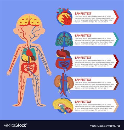 Human Body Diagram Poster Human Anatomy