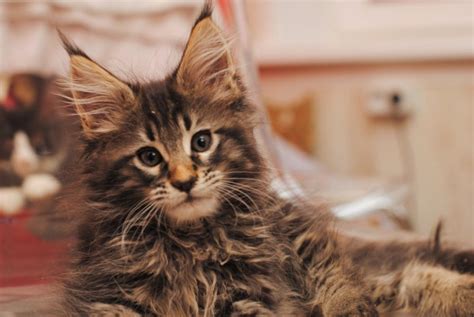 14 Facts You Should Know About Maine Coons Page 2 Of 3 Petpress