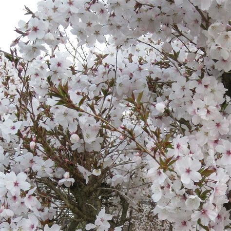 Prunus Incisa The Bride Fuji Cherry Trees Flowering Cherry Tree