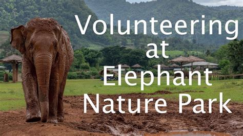 Volunteering At Elephant Nature Park Youtube