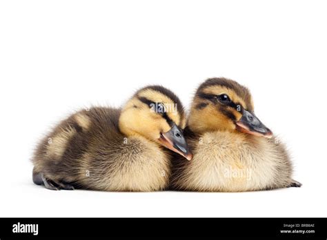 Two Cute Baby Ducks Isolated On White Female Mallard Ducklings