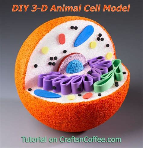 Awesome For Science Projects How To Diy A 3 D Model Of An Animal Cell