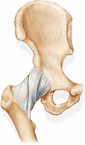 Anatomy And Kinematics Of The Hip Musculoskeletal Key
