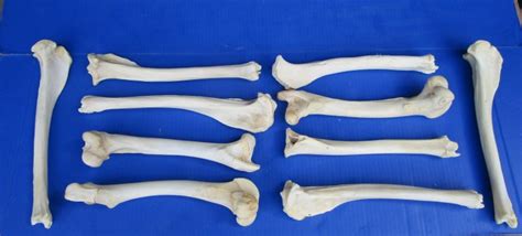 10 Authentic Whitetail Deer Leg Bones 10 To 12 Inches For 750 Each