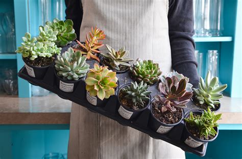 Disperse the succulent seeds on top of the soil, allowing spaces between the seeds so that the. Mixed Succulent Pots - Pick-up Flower Catalog
