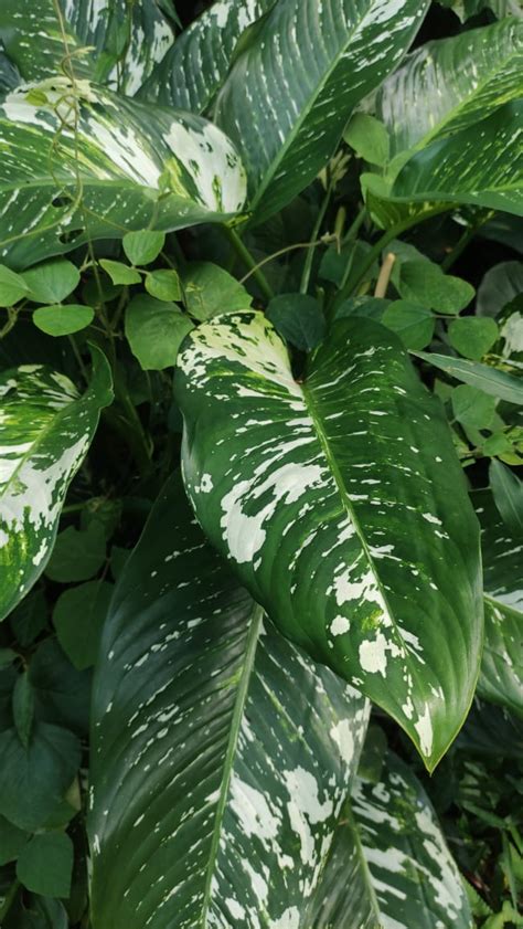 Ultimate Dieffenbachia Plant Care Guide Best House Plants For