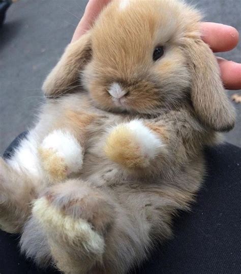 Conejitos Para Alegrar Tu Día On Twitter In 2021 Fluffy Animals Cute
