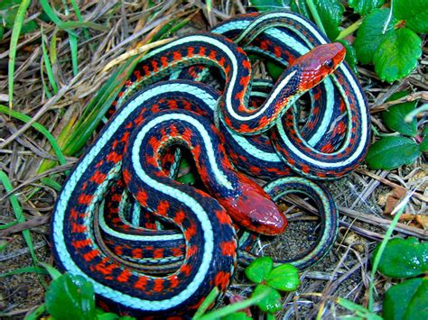 The world's smallest snake, according to national geographic, is the thread snake, which grows to only about 3.9 inches (10 centimeters) long. Mating, Thamnophis sirtalis infernalis; California Red-sid ...