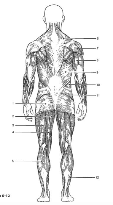 Chapter 27 Back Muscles Diagram Quizlet