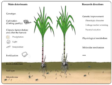 Biology Free Full Text Sugarcane Ratooning Ability Research Status