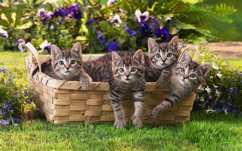 Cute Funny Little Cats In A Basket