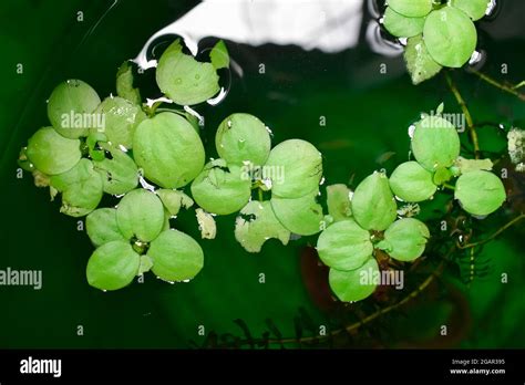 Home Aquarium Floating Plants Called Amazon Frogbit Or Limnobium Laevigatum Bitten By Freshwater